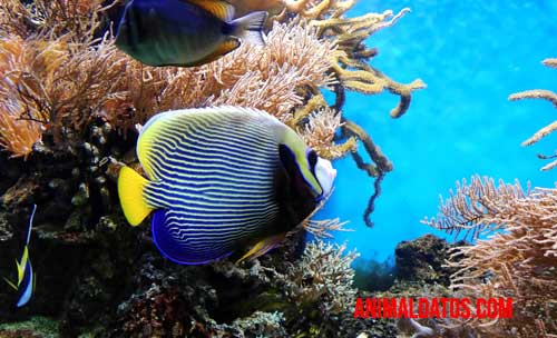 acuarios ornamentales