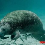 5 animales en peligro de extinción en Panamá que podrían desaparecer