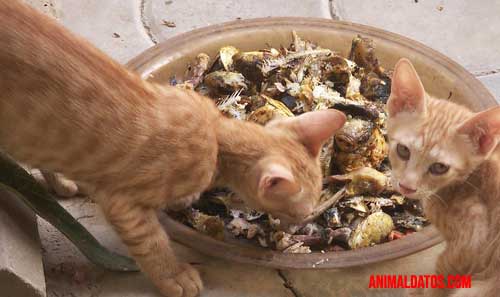 gatos coman pescado