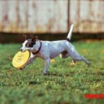 Instintos caninos: descifrando los comportamientos primitivos de tu perro