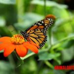 10 tipos de mariposas que te encantarán por sus patrones y colores