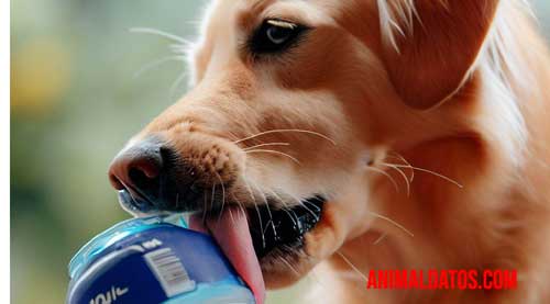 bebidas isotónicas para perros Bebidas isotónicas para perros