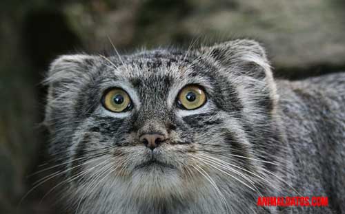 manul todo sobre el manul