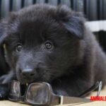 Razones para tener un perro grande ¿Cómo demuestra confianza un perro? Signos y señales a revisar