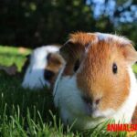 existen los unicornios en la vida real Cuyo americano: características, cuidados y otros datos adicionales