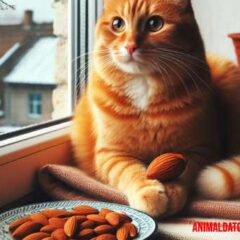 los gatos pueden comer almendras