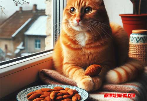 Los gatos pueden comer almendras los gatos pueden comer almendras