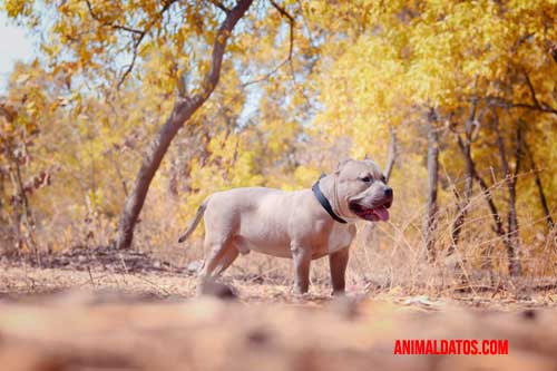 como educar a un american bully 1