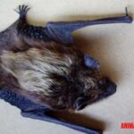 ¿Puedo tener un murciélago como mascota? Ventajas y retos relacionados