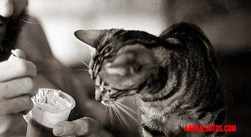 sopa para gatos casera sopa para gatos casera