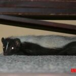 alimentos prohibidos para conejos Como quitarle olor a zorillo a mi perro: guía paso a paso