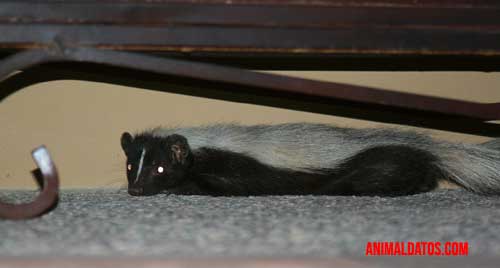 Como quitarle olor a zorillo a mi perro