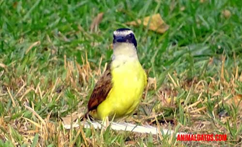 Primeros auxilios en una ave herida