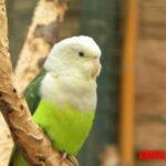 porque los canarios dejan de cantar 12 curiosidades del agapornis que te sorprenderán