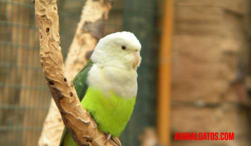 curiosidades del agapornis curiosidades del agapornis