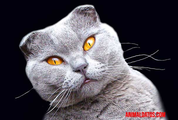 Gato Highland fold gato highland fold