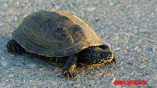 Vitamina A para tortugas vitamina a para tortugas