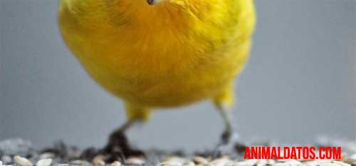 Como cortar las uñas a los canarios