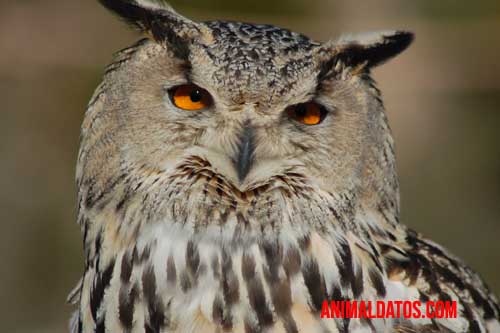 animales sigilosos 5 animales poco ruido al moverse