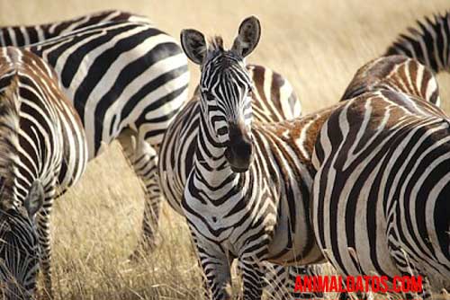 animales sigilosos cebra silenciosa