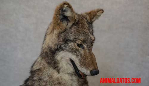 animales sigilosos coyote sigiloso