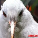 tiburón tintorera Características del ave kagu, así como datos curiosos que te gustarán