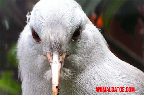kagu