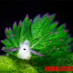 gusano de corazon en perros La oveja de mar, la babosa marina que parece tener linda cara