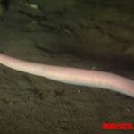 los perros distinguen los colores Pez bruja, todas las características del también conocido como mixino