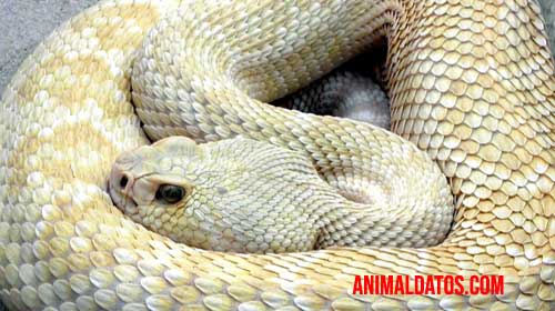 animales sigilosos serpiente sigilosa