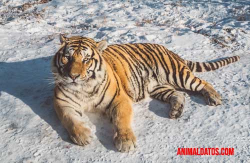 animales sigilosos tigre discreto