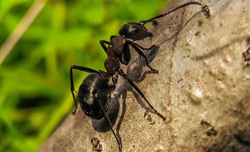 10 increíbles habilidades de supervivencia de los insectos