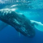 Como hacer que mi gato no traiga ratones Las 10 curiosidades más fascinantes sobre la comunicación animal