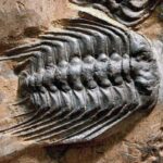 Top 9 de los invertebrados más antiguos que aún existen