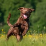 Malcriar vs consentir en perros: diferencias clave en su crianza