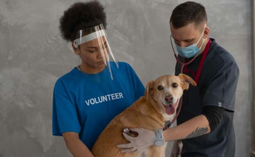 Voluntariado en rescate de animales voluntariado en rescate de animales