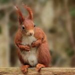 Ardilla roja: hábitat, alimentación, características, conservación y otros datos