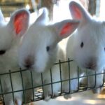 ¿Cómo quitar las garrapatas en conejos? Tips y cuidados básicos