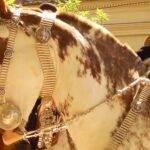 remedios caseros para el dolor de huesos en los perros ¿Qué son las cabezadas para caballos y cuales son los tipos que existen?