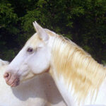 Beneficios del shampoo para caballo que debes conocer