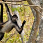 Mono mexicano o mono araña: toda la información necesaria