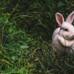 5 cosas para conejos