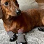 Pantunflas para perro salchicha