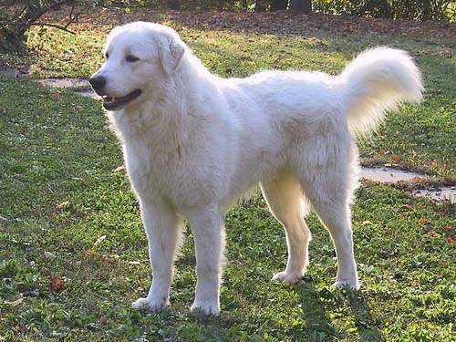 perro de montaña de los pirineos