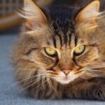 porque los hurones huelen mal Razas de gatos peludos