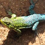 mejores juguetes para loros Tipos de lagartijas en México