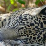 Zoológico de Tucson